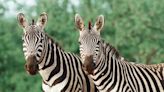 Zebras Escape from Trailer, Run Loose in Washington Neighborhood