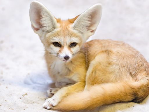 Longleat keepers helping raise fennec fox kits