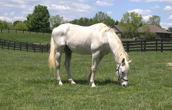 Oldest living Kentucky Derby winner Silver Charm lives a happy, quiet life at retirement farm