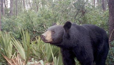 DeSantis signs self-defense law to let Floridians stand their ground against bears