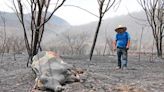 La Jornada: En Veracruz, 6 incendios forestales activos consumen 125 hectáreas