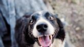 "Unadoptable" shelter mutt competes in Westminster agility competition