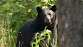 Bear kabobs served at family reunion sickens 6 people with parasitic worms