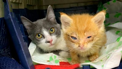 El trágico destino de Susu y Yambo, los gatos maltratados y heridos tras ser un regalo para niños