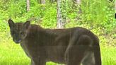 Florida panther has stare-down with Golden Gate woman from her back patio