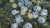 Deep-sea 'hot tubs' help octopus moms hatch their eggs faster