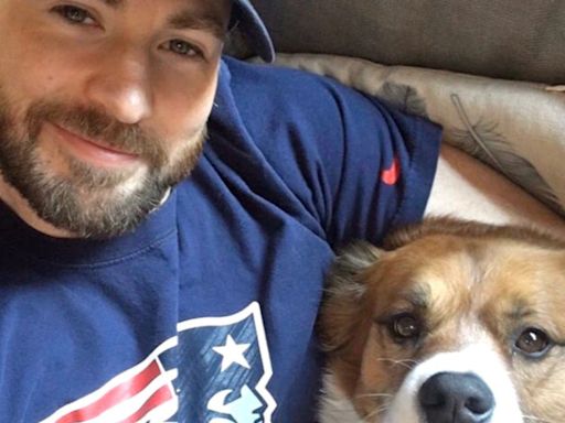 Chris Evans' life is 'better' because of his dog