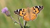 Biological Detective Work Confirms Butterfly’s Transatlantic Flight Pattern