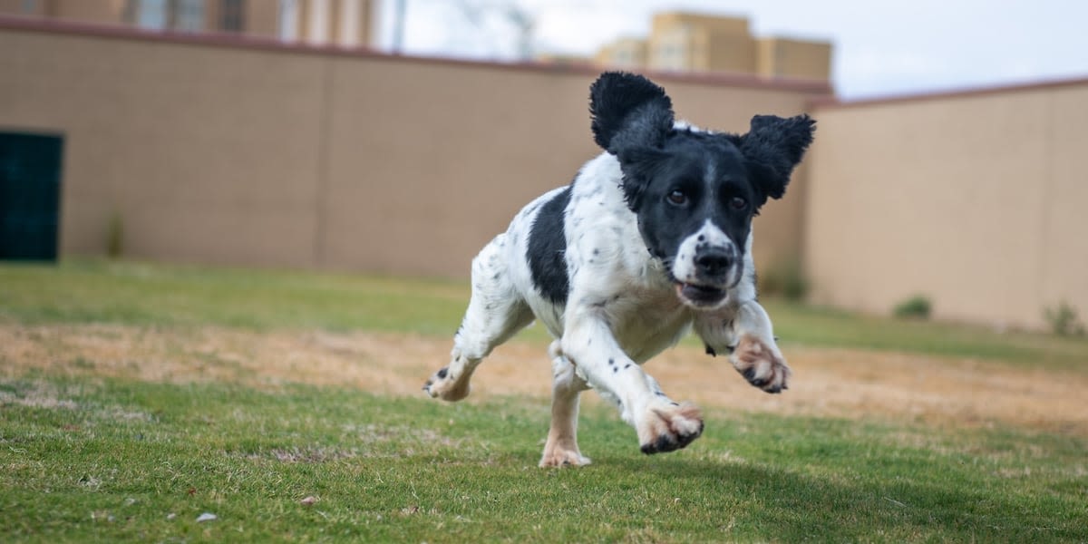 K-9 dies after suffering a medical episode