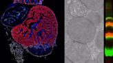 Investigadores descubren el papel clave de las proteínas de la mitocondria en la regeneración cardíaca