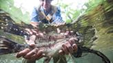 The 2023 list of St. Louis lakes stocked with rainbow trout