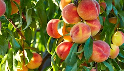 This free festival at the Nashville Farmer's Market features all-things peaches!