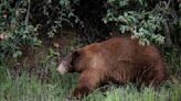 Black bear had been killed by car, but then its paws were cut off and stolen