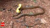 Discover 8 amazing facts about rat snakes | - Times of India