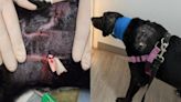 Labrador retriever suffers multiple bites, torn ear after attack by 4 rottweilers who escape Sennett Road home