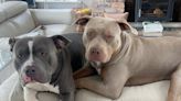 XL bully owner says the breed has been misrepresented
