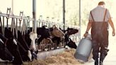 La exposición a la leche bronca es un riesgo real de gripe aviar para los humanos, pero es poco probable que se propague rápidamente