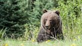 Social Media Defends Euthanized Grizzly Bear After Campers & Dog Mauled to Death In Banff