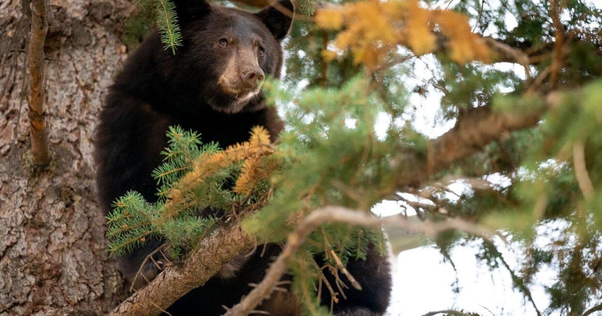 Black bear killed after attacking child at Red Lodge campground