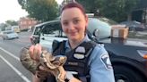 Minneapolis Rideshare Driver Discovers Snake Left Behind in Car