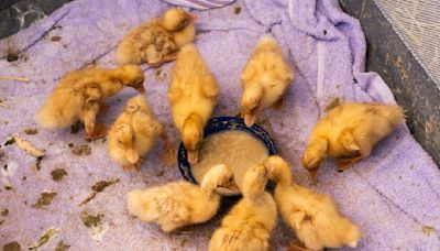 This Riverside County man is on a mission to save California's abandoned ducks