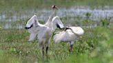 HEART OF LOUISIANA: Louisiana Whooping Cranes