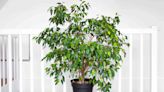 10 Indoor Trees That Thrive in Low Light