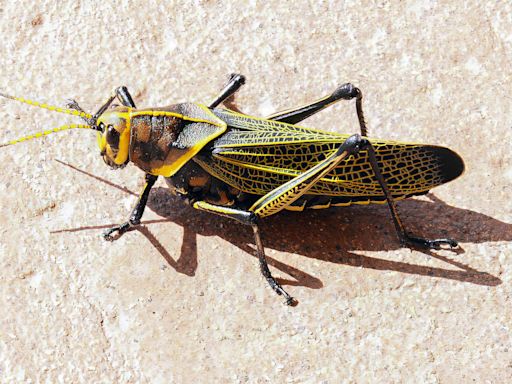 10 Natural and Non-Toxic Ways to Get Rid of Grasshoppers