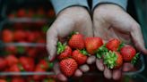 Wimbledon-Erdbeeren "perfekt" trotz feuchten Frühlings