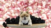 Look: Dogs don Met Gala-inspired looks at Pet Gala fashion show