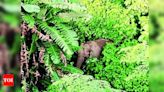 Forest department struggles to track elephant in Nilachal Hills | Guwahati News - Times of India