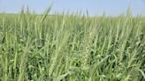 For the wheat left standing, a potential record crop