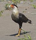 Caracara (genus)