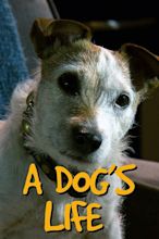 A Dog's Life - Rotten Tomatoes