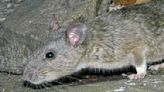 Game commission partners with Maryland Zoo to boost Allegheny wood rat population