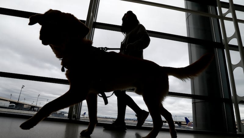 CDC announces new, tougher rules to bring a dog into U.S.