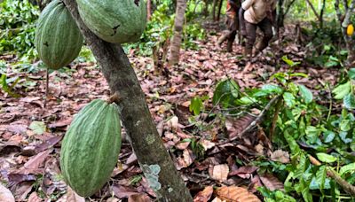 Soil moisture helps Ivory Coast's cocoa main crop grow