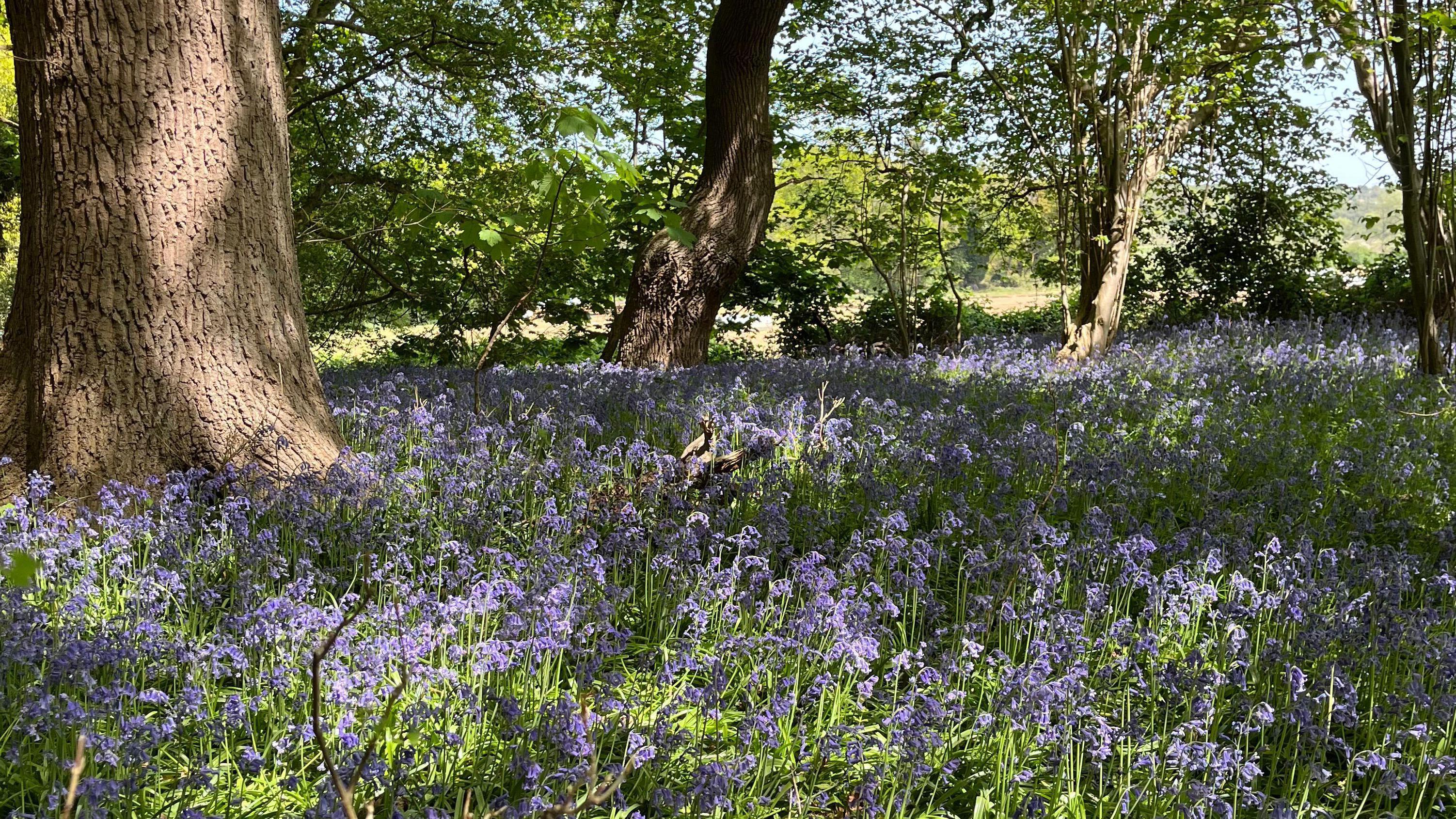 Ancient woodland 'deals blow' to link road plan