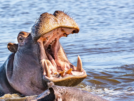 Mother Hippo Mauls Zookeeper When He Tries To Feed Calf In Ranchi’s Birsa Zoo