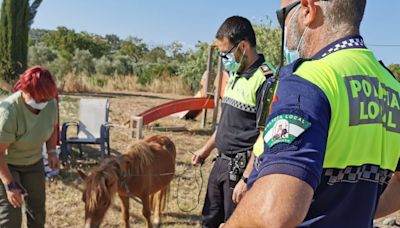 Una asociación de Huelva rescata animales sueltos en las carreteras para evitar accidentes de tráfico