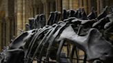 Las fuertes lluvias caídas en Brasil desentierran el fósil de dinosaurio más antiguo que se conoce