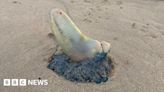 Portuguese man o' war spotted on Jersey beaches