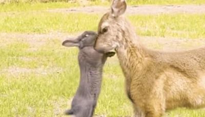 Bambi IRL? Young deer caught on camera befriending bunny