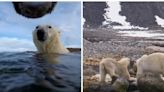 Osos polares podrían morir de hambre si el verano ártico se alarga por el cambio climático