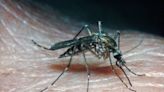 Look out: Bigger, aggressive ‘floodwater mosquitoes’ likely to plague soggy North Texas