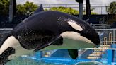 An orca kept in the world's smallest enclosure died from multiple illnesses before her release into open waters, necropsy finds