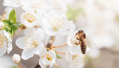 為什麼安潔莉娜裘莉關注養蜂？保育蜜蜂為什麼重要？ | 蕃新聞