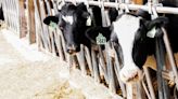 MSU Dairy Farm implementing safety measures after Michigan outbreak of bird flu - The State News