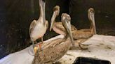 Dozens of sick and starved brown pelicans turning up on Southern California beaches
