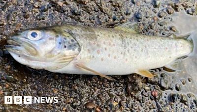 Frequent fish kills threatening to collapse 'delicate' ecosystem